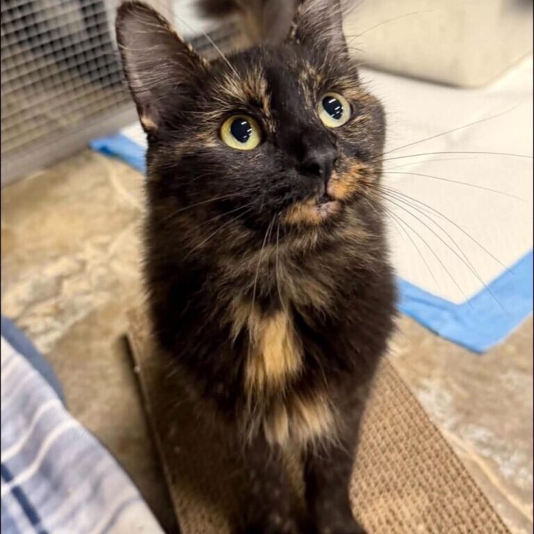 phoebe phoebe