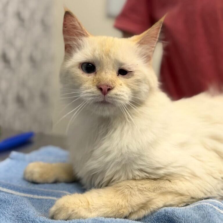 sebastian