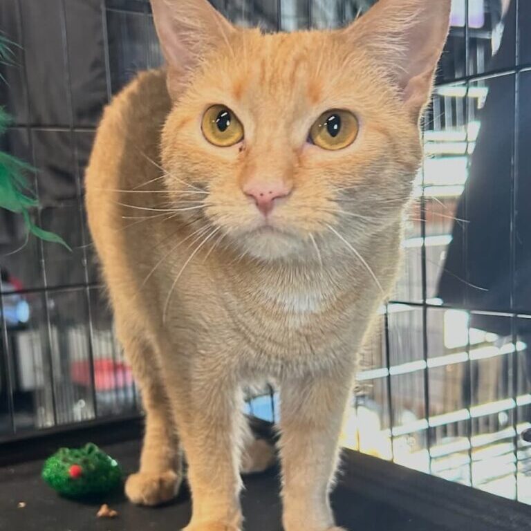 sweet potato